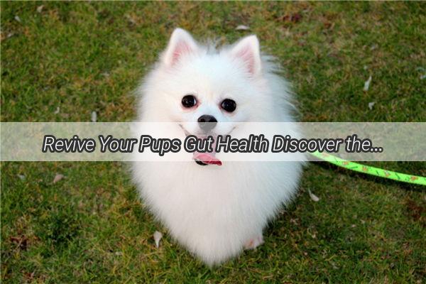 Revive Your Pups Gut Health Discover the Ultimate List of Foods for Dog Upset Stomach